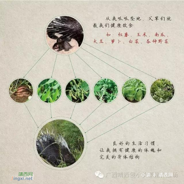 豪猪--营养价值高，还有药用价值 - 靖西网