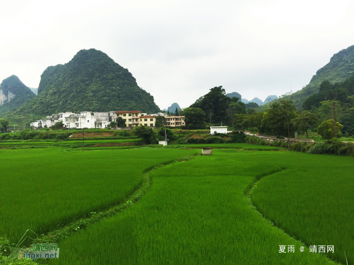 绿色的家园，美丽的乡村。 - 靖西网