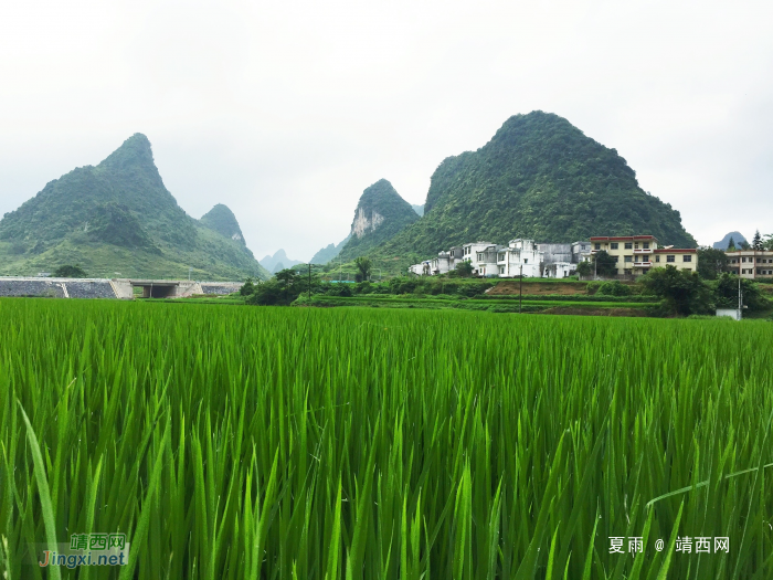 绿色的家园,美丽的乡村。 - 靖西网 绿色的家园,美丽的乡村。 - 靖西网