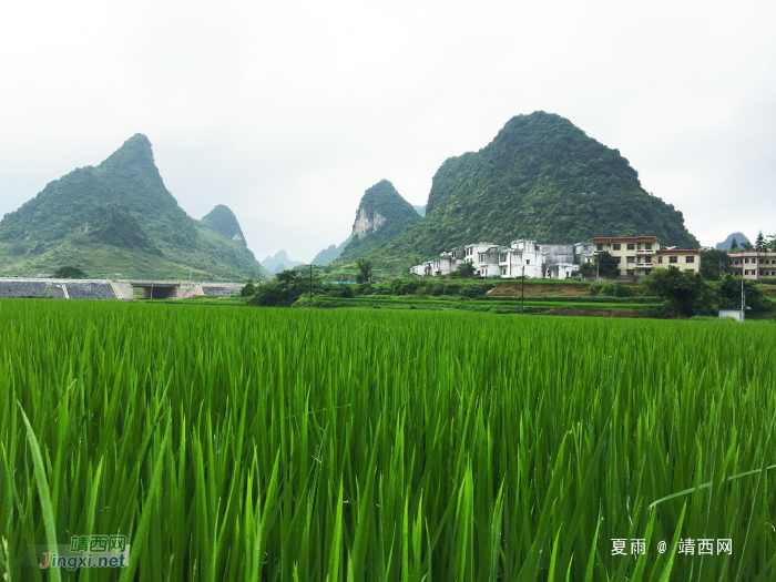 绿色的家园，美丽的乡村。 - 靖西网