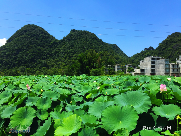 莲叶出水层层碧，荷花初开朵朵鲜。 - 靖西网