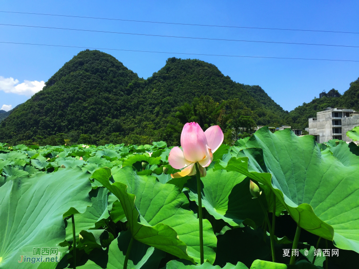 莲叶出水层层碧，荷花初开朵朵鲜。 - 靖西网