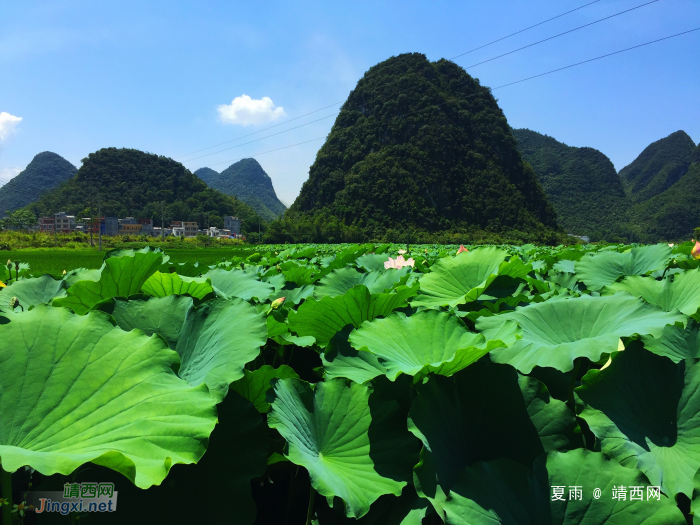 莲叶出水层层碧，荷花初开朵朵鲜。 - 靖西网