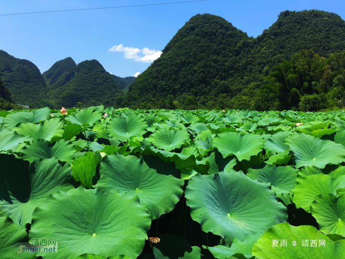 莲叶出水层层碧，荷花初开朵朵鲜。 - 靖西网