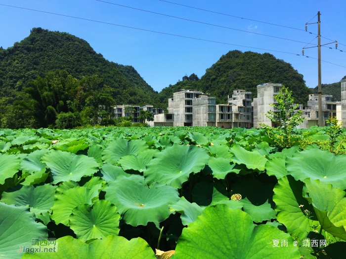 莲叶出水层层碧，荷花初开朵朵鲜。 - 靖西网