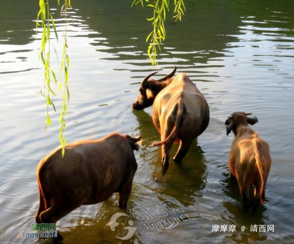 靖西鹅泉，人间仙境。 - 靖西网