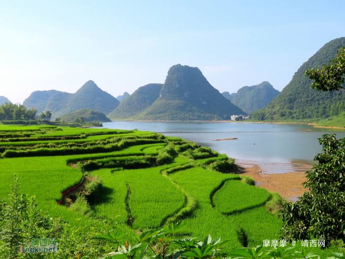 水波粼粼荷皎洁，朋怀湖边有美景。 - 靖西网