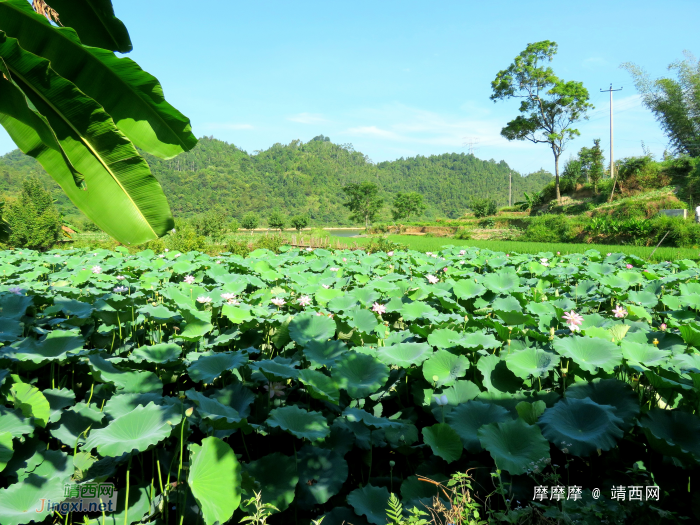 水波粼粼荷皎洁，朋怀湖边有美景。 - 靖西网