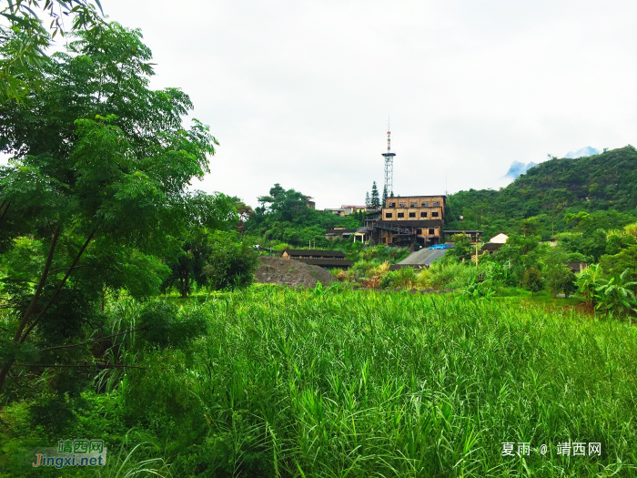 绿衣更翠染岸堤,风梳柔发甚爱惜.飞燕捉虫育儿女,盛夏枝头声声啼.. - 靖西网