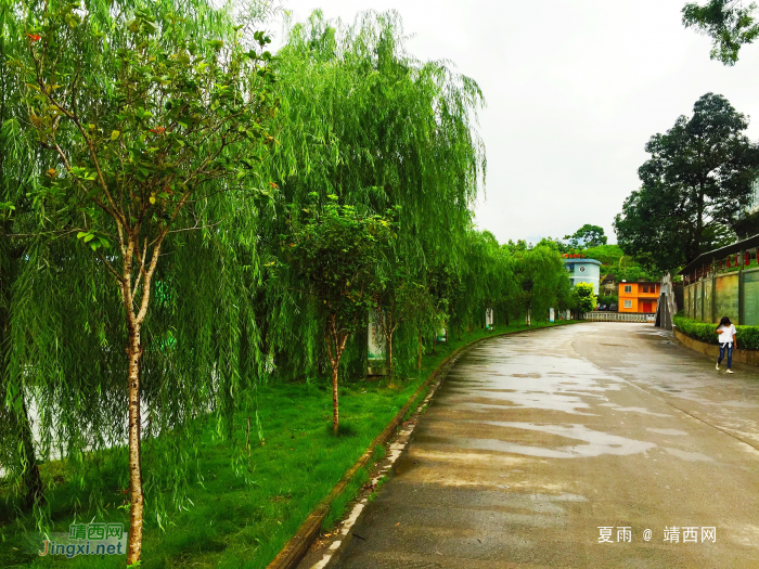 绿衣更翠染岸堤,风梳柔发甚爱惜.飞燕捉虫育儿女,盛夏枝头声声啼.. - 靖西网