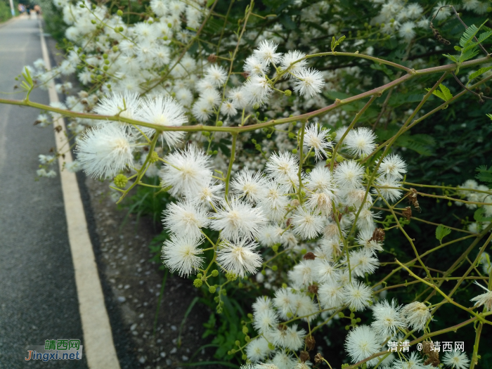 龙潭看山看水，今天看花！ - 靖西网