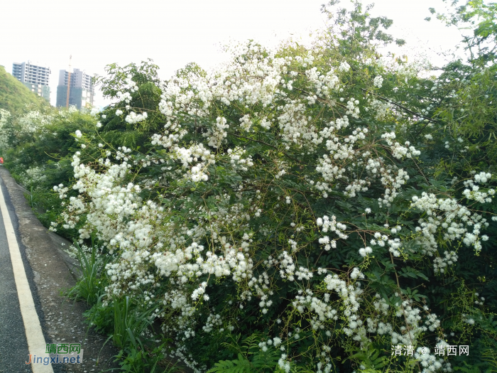 龙潭看山看水，今天看花！ - 靖西网