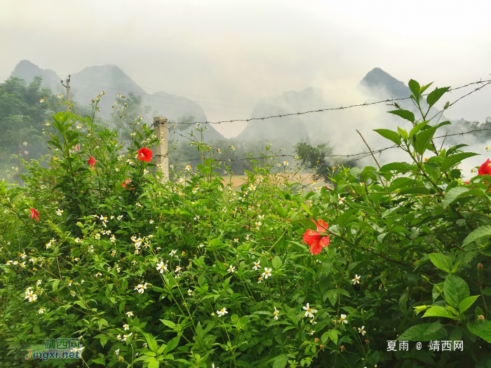 龙潭湖边的野花：不与众芳争春秀，酷爱花发八月秋。 - 靖西网