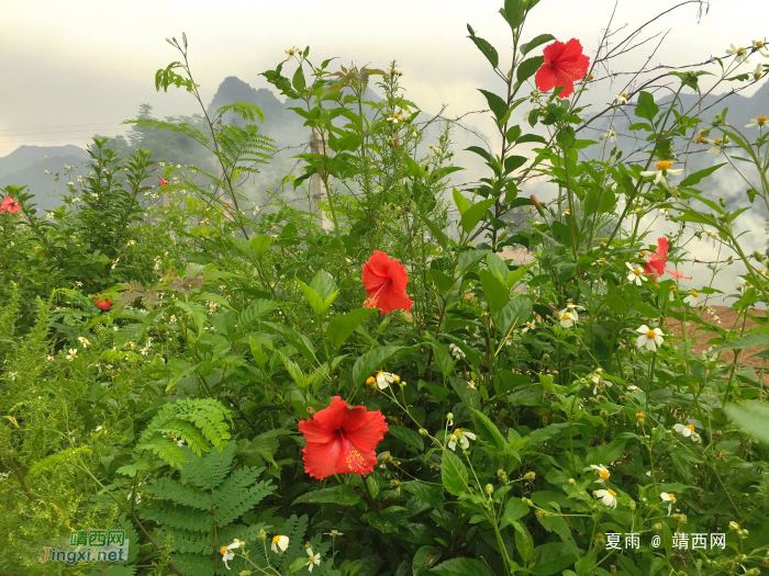 龙潭湖边的野花：不与众芳争春秀，酷爱花发八月秋。 - 靖西网