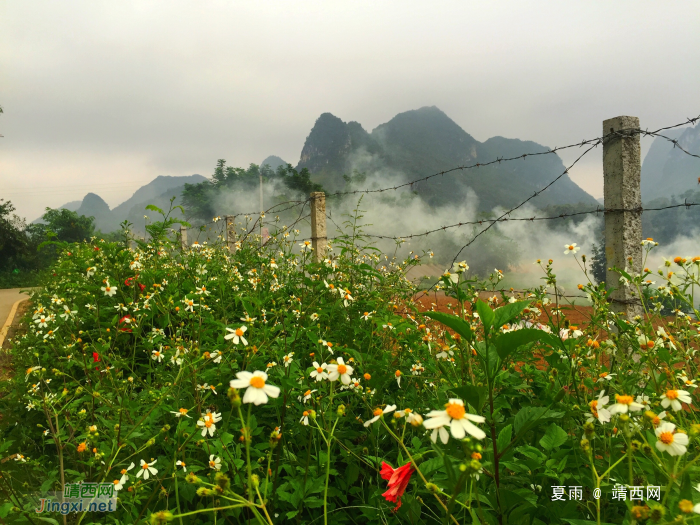 龙潭湖边的野花：不与众芳争春秀，酷爱花发八月秋。 - 靖西网