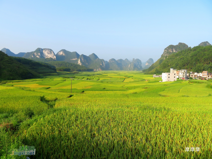 金灿灿的稻谷，幽雅清静的小山村，靖西其利风光。 - 靖西网