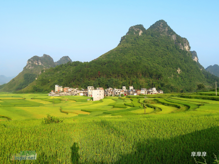 金灿灿的稻谷，幽雅清静的小山村，靖西其利风光。 - 靖西网