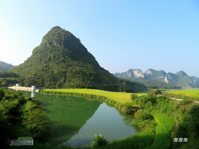 金灿灿的稻谷，幽雅清静的小山村，靖西其利风光。 - 靖西网