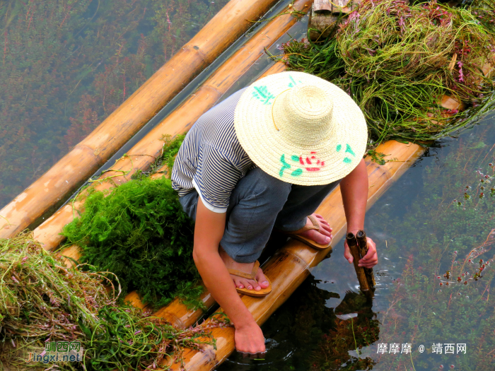 鹅泉水草，靖西的特色食材。 - 靖西网