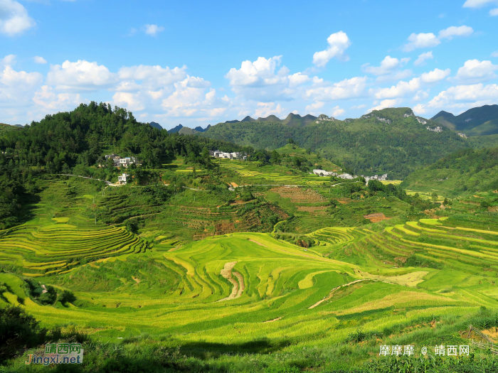 秋风起，稻谷黄，靖西巴泽梯田风光。 - 靖西网