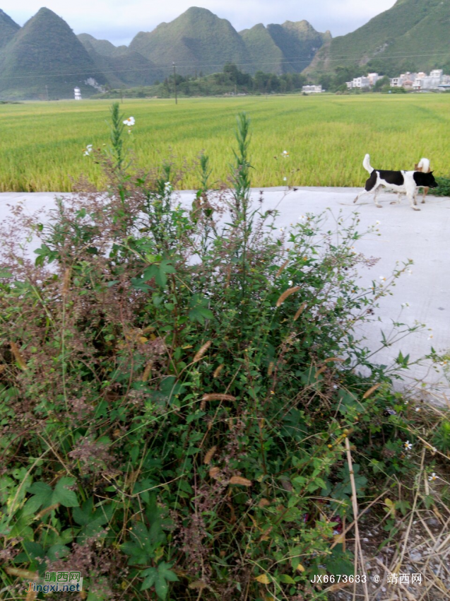 小山村掠影别有一番景象 - 靖西网