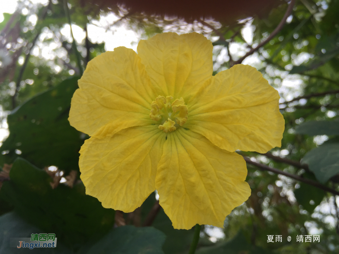 靖西四季是春天，深秋时节花艳艳。 - 靖西网