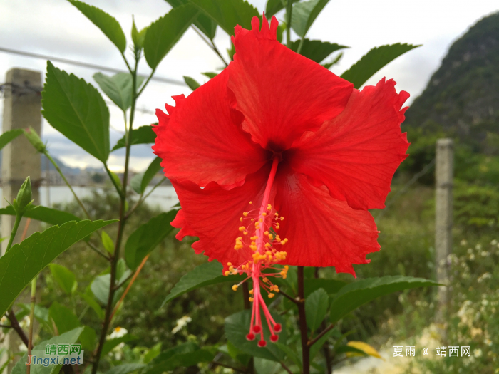 靖西四季是春天，深秋时节花艳艳。 - 靖西网