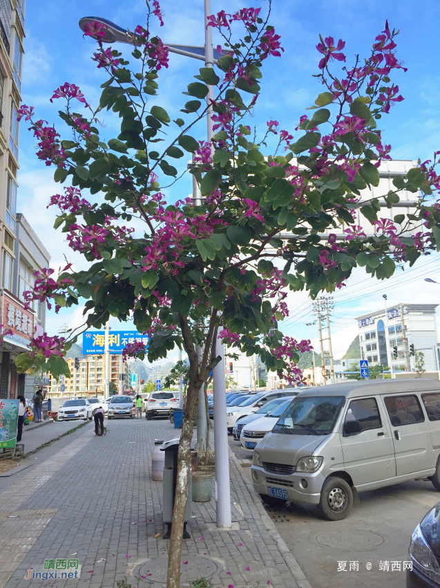 靖西四季是春天，深秋时节花艳艳。 - 靖西网