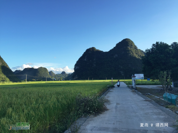 靖西三友村田园风光：夏种一粒粟，秋收万颗子。遍野无闲田，农家乐丰裕 - 靖西网