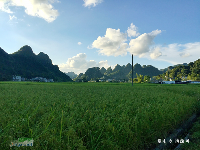 靖西三友村田园风光：夏种一粒粟，秋收万颗子。遍野无闲田，农家乐丰裕 - 靖西网