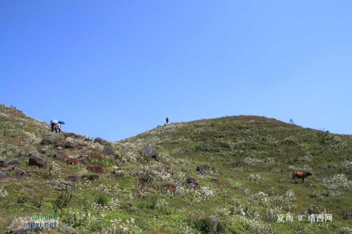 乌鸦山见闻——国庆长假体验美景如画的“乌鸦山” - 靖西网