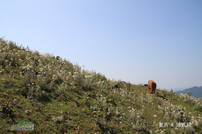 乌鸦山见闻——国庆长假体验美景如画的“乌鸦山” - 靖西网