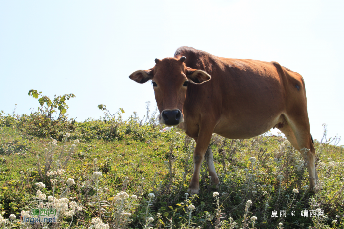 乌鸦山见闻——国庆长假体验美景如画的“乌鸦山” - 靖西网