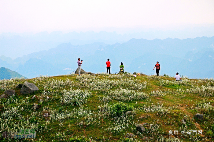 天降一座乌鸦山，高耸入云立长空。不怕浮云遮眼望，只缘身在最高. - 靖西网