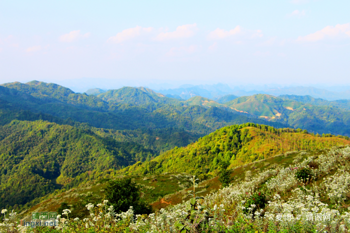 天降一座乌鸦山，高耸入云立长空。不怕浮云遮眼望，只缘身在最高. - 靖西网