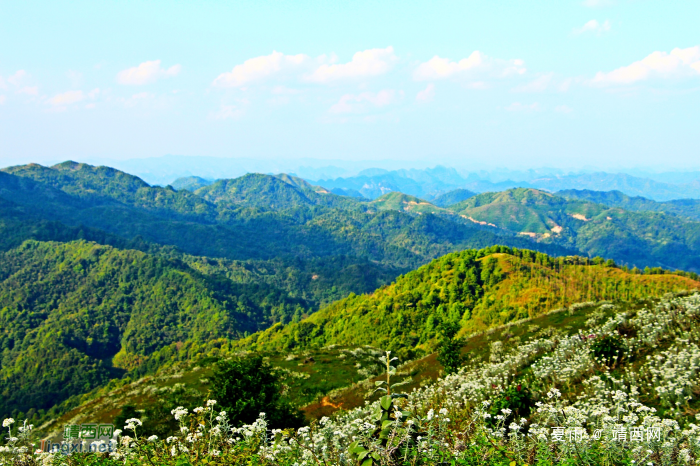 天降一座乌鸦山，高耸入云立长空。不怕浮云遮眼望，只缘身在最高. - 靖西网