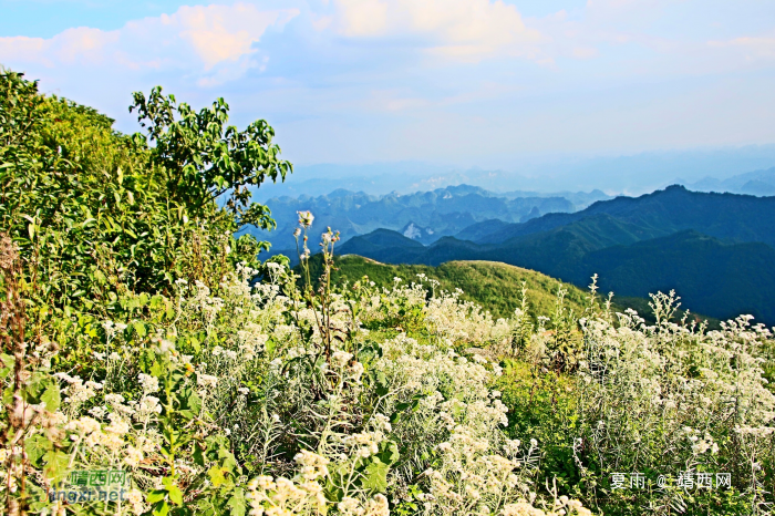 天降一座乌鸦山，高耸入云立长空。不怕浮云遮眼望，只缘身在最高. - 靖西网