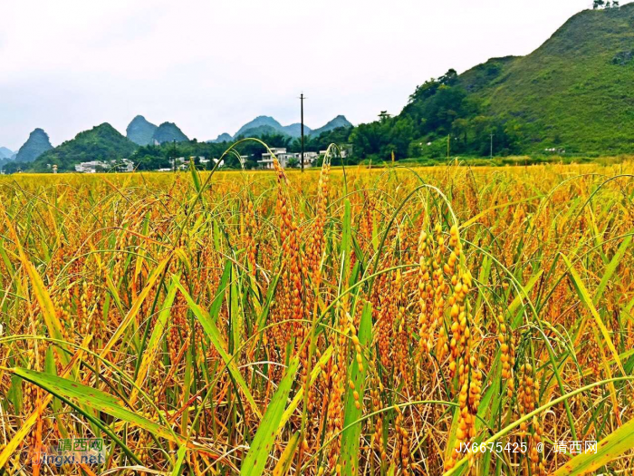 大香糯是靖西市有名的特产，名声在外，享誉全国。 - 靖西网