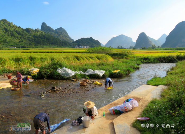 秋风起，稻花香，晨曦洗衣裳，日下收割忙。靖西市三友村最美秋景。 - 靖西网