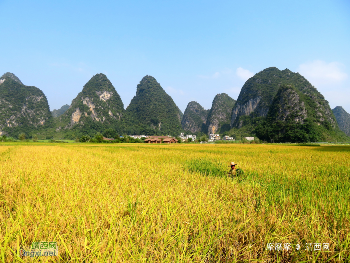 靖西布胲秋景 - 靖西网