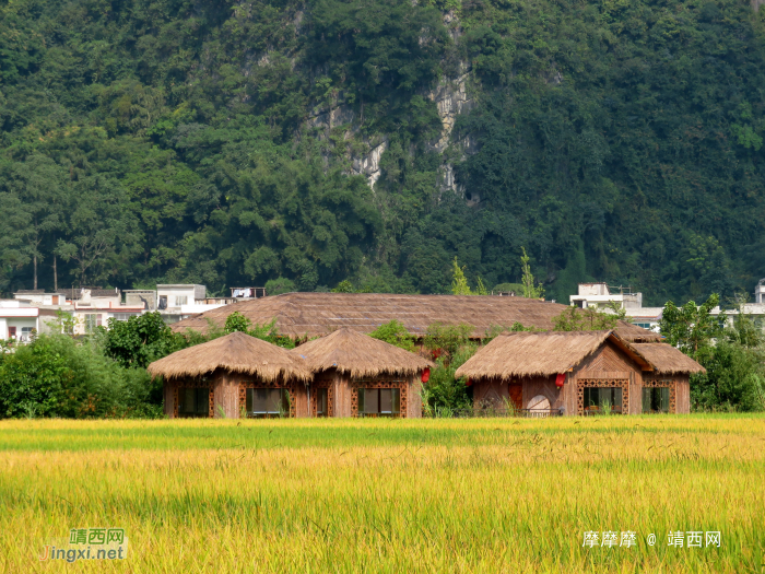 靖西布胲秋景 - 靖西网