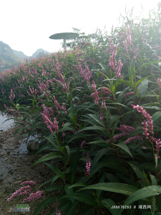 河里鱼儿跃，岸边花蕊美。 - 靖西网