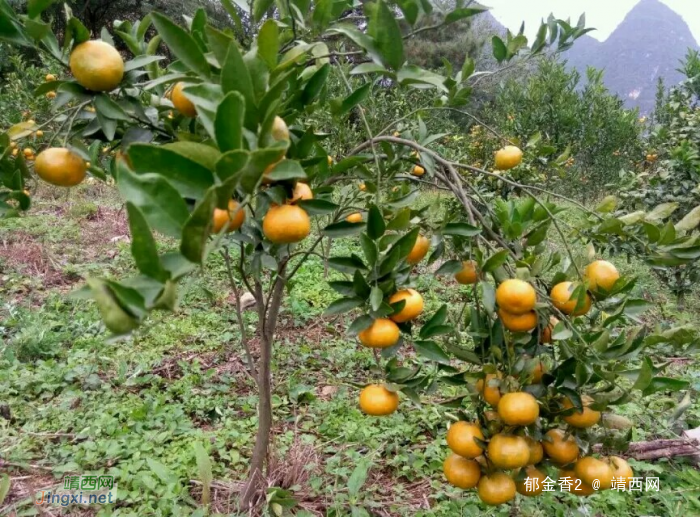 离县城最近的采摘园，靖西市第一马水桔，靖西绿泉水果药材种植场. - 靖西网