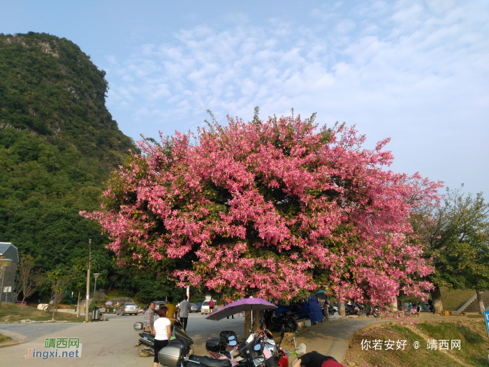 龙潭湿地公园美景，不一样的季节不一样的美！ - 靖西网