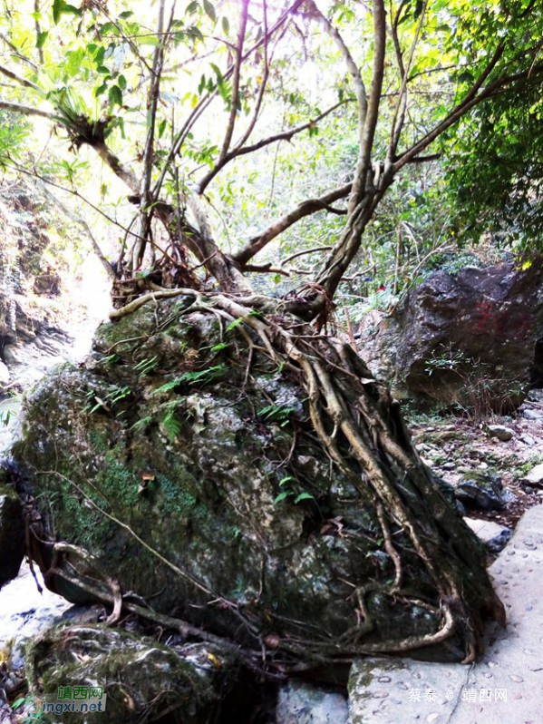 穿越峡谷溶洞，靖西古龙山景区徒步爽 - 靖西网