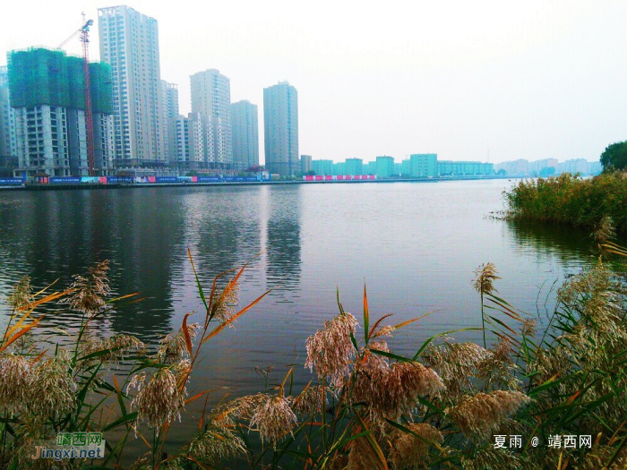 芦苇丛下鲤魚游，平湖水上野鹤飞。 - 靖西网