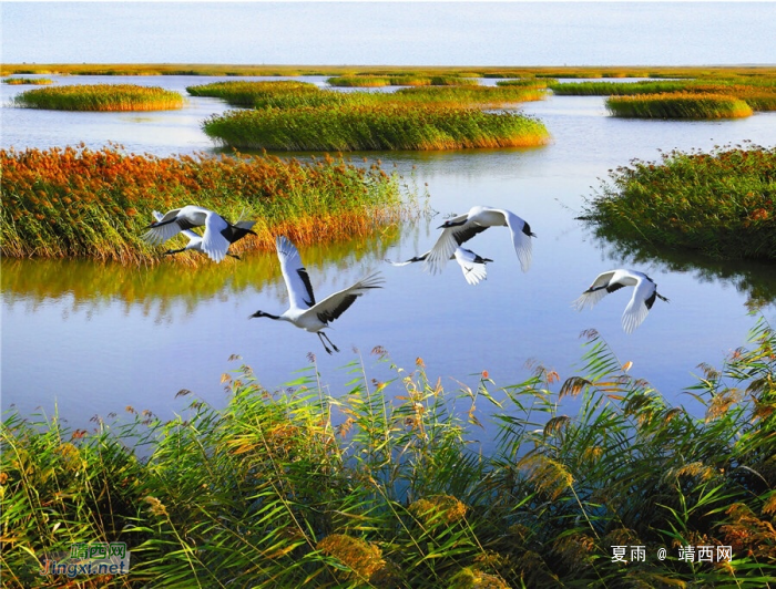 芦苇丛下鲤魚游，平湖水上野鹤飞。 - 靖西网