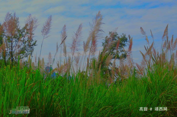 林边一丛丛，芦花伴蓝天。 - 靖西网