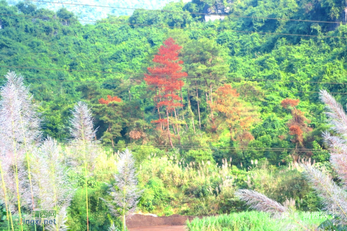 每来常留意，又见山里红。 - 靖西网