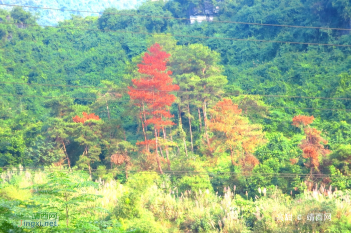 每来常留意，又见山里红。 - 靖西网